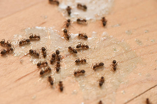 Best Best Pest Control Companies  in La Puente, CA