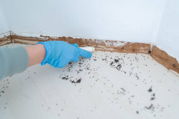 Professional Pest Control in La Puente, CA